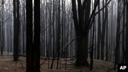 Blackened trees poke through the scorched ground after a wildfire ripped through near Kangaroo Valley, Australia, Jan. 5, 2020. 