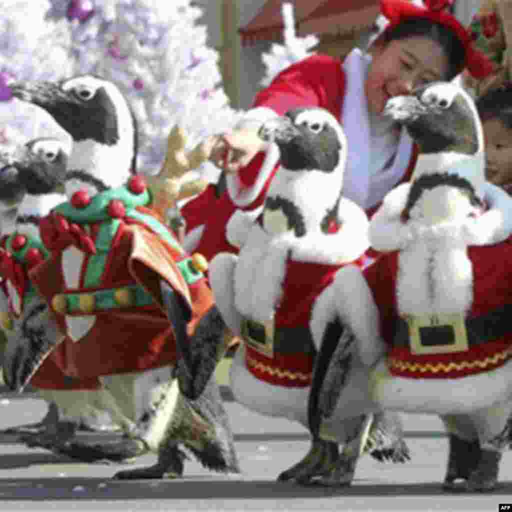 Penguins dressed in Santa Claus costumes walk, as part of promotional event in coincident with the upcoming Christmas at the Everland amusement park in Yongin, South Korea, Tuesday, Nov. 16, 2010. Christmas is one of the biggest holidays celebrated in Sou