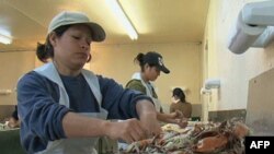 Imigrantë meksikanë me viza pune bëjnë punë që nuk u pëlqejnë amerikanëve