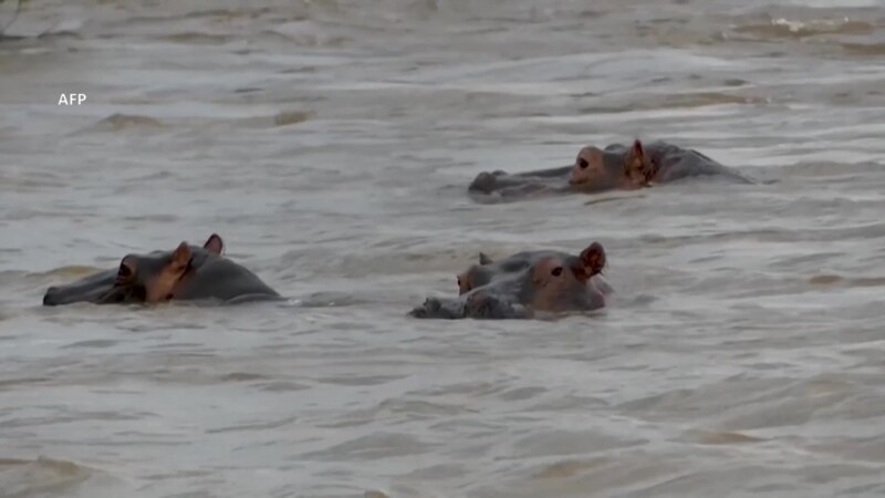 Les conflits humains-hippopotames autour de la rivière Ruzizi