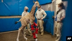 This Feb. 10, 2022, image released by the San Diego Zoo Wildlife Alliance shows Msituni, a giraffe calf born with an unusual disorder that caused her legs to bend the wrong way, at the San Diego Zoo Safari Park in Escondido, north of San Diego.