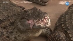 Tunus’un En Büyük Timsah Parkı Ziyaretçilerini Ağırlıyor 