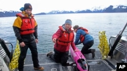 This May 4, 2022, photo shows oceanographers Andrew McDonnell, left, and Claudine Hauri, middle, along with engineer Joran Kemme after an underwater glider was pulled aboard the University of Alaska Fairbanks research vessel Nanuq from the Gulf of Alaska.