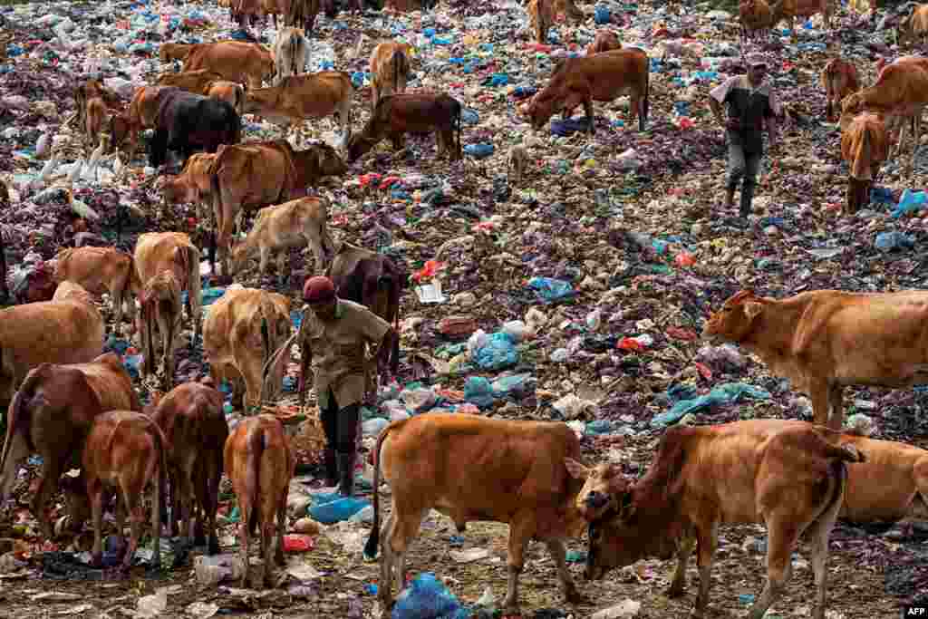 People look for recyclable items to sell amongst cattle at a landfill site in Lhokseumawe, Indonesia.