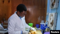 Dr. Kafui Akakpo observes a breast lump with a tumour at the Pathologists Without Borders laboratory in Accra, Ghana May 16, 2022.