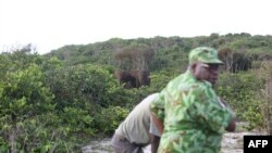 Des éléphants dans le parc Loango, au Gabon, le 15 mars 2022.