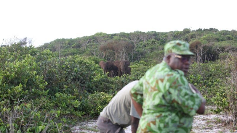 Luttant pour préserver sa faune, le Gabon se heurte aux moeurs et à la pauvreté