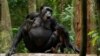 Study Shows Chimps Share Complex Communication System