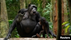 A wild female chimpanzee produces vocalization in the Tai National Park in Ivory Coast in this undated handout image. (Liran Samuni/Tai Chimpanzee Project/Handout via REUTERS )