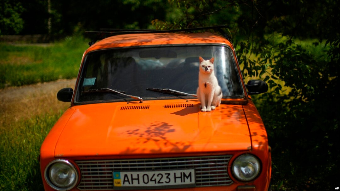 A cat sits on a car in a public park in Bakhmut, eastern Ukraine, May 24, 2022.