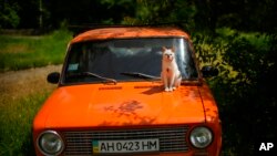 A cat sits on a car in a public park in Bakhmut, eastern Ukraine, May 24, 2022.