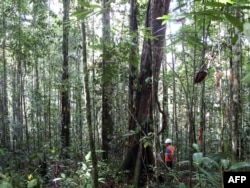 FILE - A logging concession personnel surveying a forest for timber harvesting in the forest of Borneo, March 30, 2010.