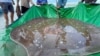 Local fishermen stand with a rescued 180-kilogram and 4-meter long giant freshwater stingray hooked by a fisherman's net at the Mekong River, in Stung Treng province, Cambodia May 5, 2022. Picture taken May 5, 2022. University of Nevada/Handout via REUTER