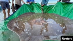 Local fishermen stand with a rescued 180-kilogram and 4-meter long giant freshwater stingray hooked by a fisherman's net at the Mekong River, in Stung Treng province, Cambodia May 5, 2022. Picture taken May 5, 2022. University of Nevada/Handout via REUTER