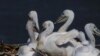 Ptičji grip i krivolov ugrožavaju populaciju pelikana - simbola Skadarskog jezera