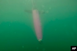 This April 28, 2022, photo provided by Andrew McDonnell shows an underwater glider in the Gulf of Alaska. (Andrew McDonnell via AP)