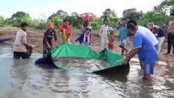 Անհետացման վտանգի տակ գտնվող լևիաթանը Կամբոջացի ձկնորսների կողմից անվնաս կերպով բաց է թողնվում Մեկոնգ գետը: