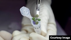 Stavljanje biljke uzgojene tokom eksperimenta u bočicu za eventualnu genetsku analizu. UF/IFAS foto Tyler Jones