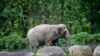 Gajah yang diberi nama Happy tampak berjalan di sebuah kandang di Kebun Binatang Bronx di New York, pada 2 Oktober 2018. (Foto: AP/Bebeto Matthews)