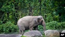 Gajah yang diberi nama Happy tampak berjalan di sebuah kandang di Kebun Binatang Bronx di New York, pada 2 Oktober 2018. (Foto: AP/Bebeto Matthews)