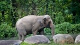 In this October 2, 2018 file photo, Bronx Zoo elephant "Happy" walks in the zoo's Asia Habitat in New York. (AP Photo/Bebeto Matthews, File)