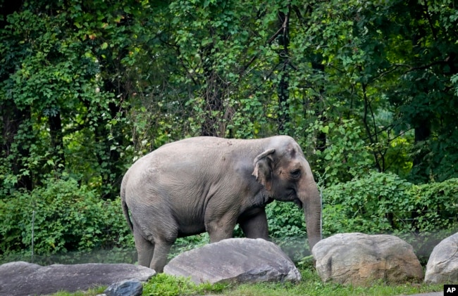 FILE - In this Oct. 2, 2018 file photo, Bronx Zoo elephant "Happy" strolls inside the zoo's Asia Habitat in New York. (AP Photo/Bebeto Matthews, File)