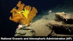 Terumbu karang yang terletak 165 mil laut tenggara Cape Cod, Mass. (Foto: NOAA via AP)