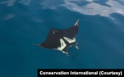 Pari Manta Raksasa. Statusnya kini terancam punah (Foto: Courtesy/Conservation International)