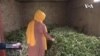 Afganistanka uzgaja svilene bube nakon što je izgubila posao zbog talibana