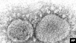 FILE - This 2020 electron microscope image made available by the Centers for Disease Control and Prevention shows SARS-CoV-2 virus particles which cause COVID-19.