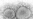 Dominant Coronavirus Mutant Contains Ghost of Pandemic Past