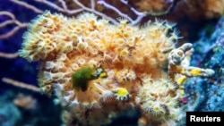 A coral reef is seen at the Aquarium Pula, Croatia, July 25, 2018. (REUTERS/Antonio Bronic)