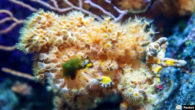 A coral reef is seen at the Aquarium Pula, Croatia, July 25, 2018. (REUTERS/Antonio Bronic)