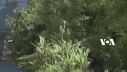 Menjaga Penumpang Adem dengan Bajaj 'Berkebun'