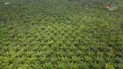 Արմավենու պլանտացիայի օդային պատկերներ՝ Ինդոնեզիայից, որն արմավենու յուղի աշխարհի խոշորագույն արտադրողներից մեկն է: