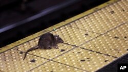 FILE - A rat crosses a Times Square subway platform in New York on Jan. 27, 2015.