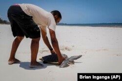 Penyu hijau yang tidak sengaja tersangkut jaring nelayan dikembalikan ke Taman Laut Nasional Watamu di pesisir Samudera Hindia Kenya, Rabu, 22 September 2021. (Foto: AP)