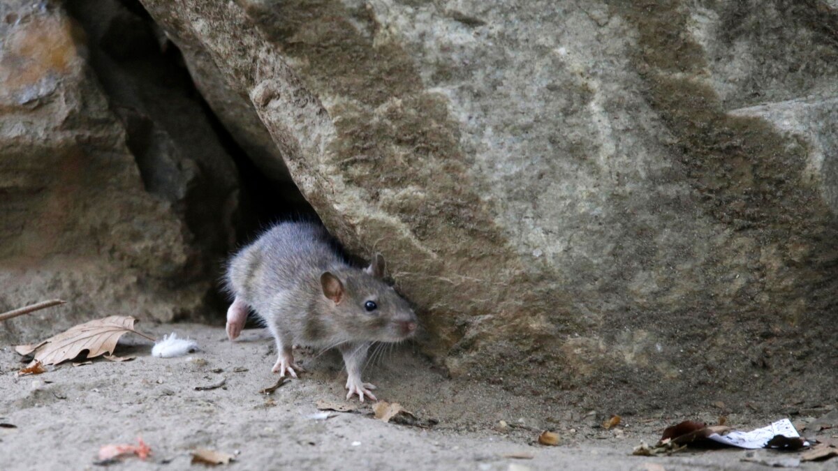 Oh, Rats! As New Yorkers Emerge From Pandemic, So Do Rodents - Vimarsana News