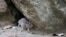 FILE - A rat leaves its burrow at a park in New York City on Sept. 17, 2015. So far this year, people have called in some 7,100 rat sightings — that’s up from about 5,800 during the same period last year.