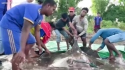 Marine Biologists Rescue Giant Stingray in Mekong River 