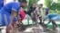 Marine Biologists Rescue Giant Stingray in Mekong River 