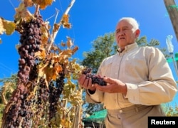 Farmer Hector Espindola, 71, grabs dehydrated grapes called Criollo (Creole) at his vineyard, San Juan, in the commune of Toconao, in San Pedro de Atacama, Chile, Chile May 17, 2022. (REUTERS/Rodrigo Gutierrez)