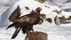 Ամերիկյան արծիվների մոտ հայտնաբերվել են կապարի թունավորման նշաններ