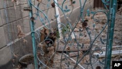 Un perro se para detrás de una valla momentos después de que la casa fuera bombardeada en Kharkiv, en el este de Ucrania, el viernes 20 de mayo de 2022.