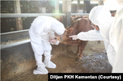 Petugas memeriksa sapi dari gejala PMK di Sumedang, Jawa Barat di tengah kunjungan Menteri Pertanian, Kamis (18/5). (Foto: Ditjen PKH Kementan)