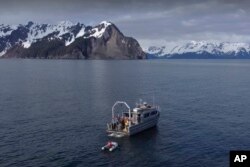 This April 28, 2022, photo provided by Ehsan Abdi shows the University of Alaska Fairbanks research vessel Nanuq in the Gulf of Alaska. (Ehsan Abdi via AP)