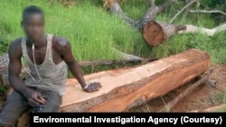 Les forêts du sud du Mali sont particulièrement visées par les exploitants forestiers. (crédit : Environmental Investigation Agency)