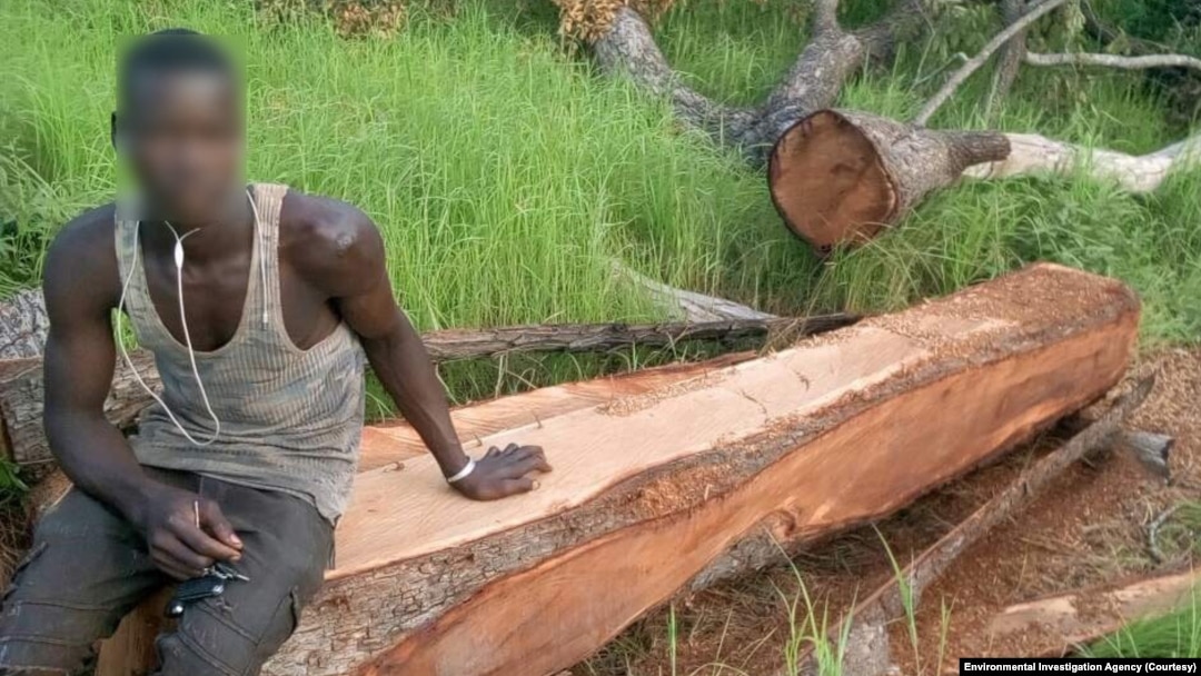 China's Demand for Rosewood Spawns Crime and Deforestation in Ghana