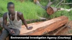 Cutting and timber extraction from the southern forests of Mali. (Courtesy Environmental Investigation Agency)