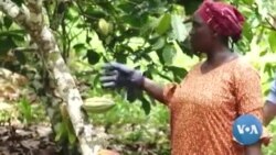 Ghanaian Farmers Look for Organic Alternatives as Russian Fertilizer Costs Skyrocket